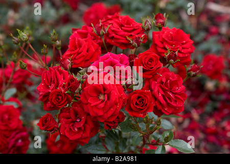 Rosier à fleurs rouge George Best Banque D'Images