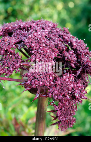 ANGELICA GIGAS Banque D'Images