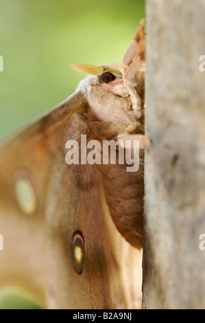 Close up portrait of brown butterfly Banque D'Images