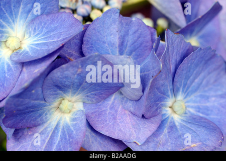 L'Hydrangea macrophylla TAUBE Banque D'Images