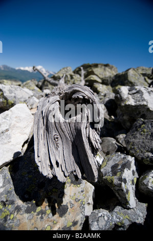 Arbre mort sur éboulis, dans les alpes françaises Banque D'Images