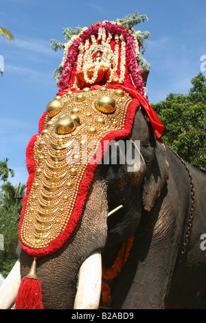 Temple de cérémonie richement décorées avec des éléphants d'or avec caparaçon. Kerala Inde Banque D'Images