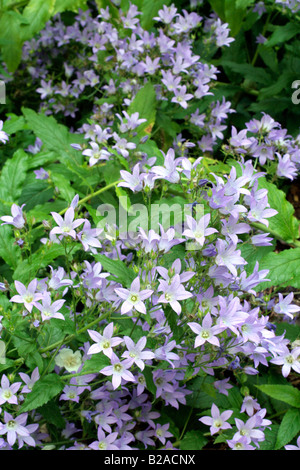 CAMPANULA LACTIFLORA PRICHARDS AGA DIVERS Banque D'Images