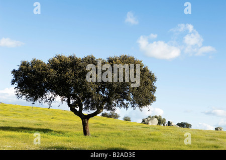 Le Chêne - Quercus ilex - dans un champ de fleurs jaunes Alentejo Portugal Banque D'Images