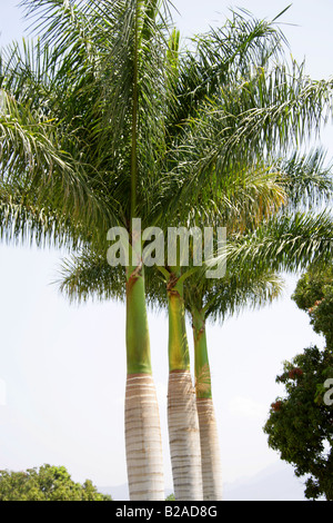 Royal Palms cubain, Roystonea regia, Arecaceae. De plus en plus les Jardins Municipaux à Tule, État de Oaxaca, Mexique. Banque D'Images