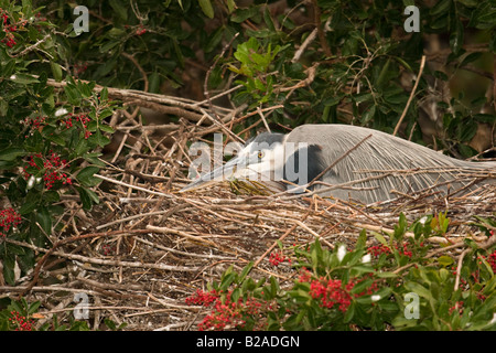 Grand Héron (Ardea herodias) sur le nid Banque D'Images