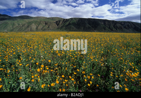 Tournesols (Gernaea désert canescens) Anza Borrego Desert fleurissent dans State Park, Californie Banque D'Images