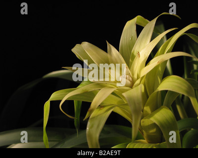 Bromeliad flower magnific hibrid Banque D'Images