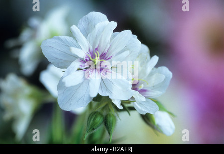 Geranium pratense Album Plenum Banque D'Images