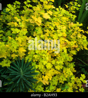 Groseillier à fleurs Ribes sanguineum Aureum Banque D'Images