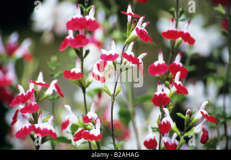 Salvia microphylla Hot Lips Banque D'Images