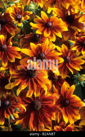 Black Eyed Susan Rudbeckia fulgida nain rustique Banque D'Images