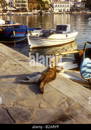 Chat assis sur le port, la ville de Skopelos, sur l'île grecque de Skopelos, Sporades, en Grèce Banque D'Images