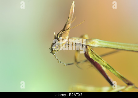 Praying Mantis - Empusa fasciata Close Up. Banque D'Images