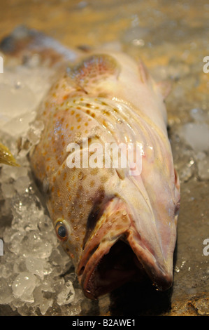 Pour la vente de poisson frais du marché, mahachai , mahachai, staion samutsakhon,Thailand Banque D'Images