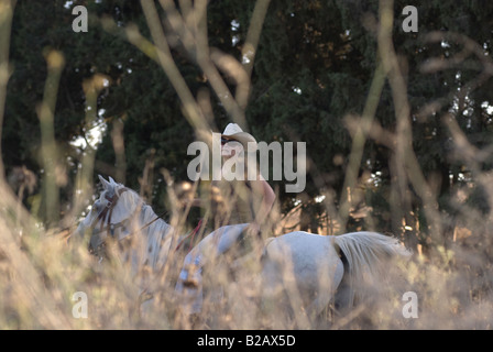 Une femme israélienne à cheval dans les hauteurs ou Menashe Ramot Menashe situé sur la plage de Carmel dans le nord d'Israël Banque D'Images