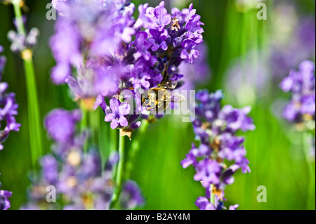 Abeille à miel se nourrit de nectar de lavande Banque D'Images