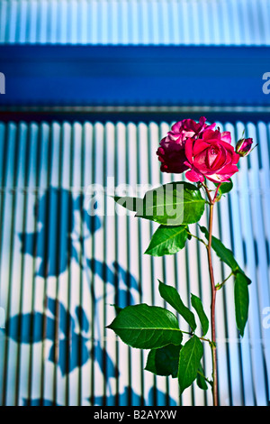 Jardin rose rose et l'ombre à la brunante sur fond graphique Banque D'Images