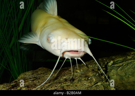 Barbue Ictalurus punctatus albino Florida Banque D'Images