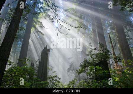 Les rayons du soleil filtrant à travers les forêts de redwood brumeux. Banque D'Images