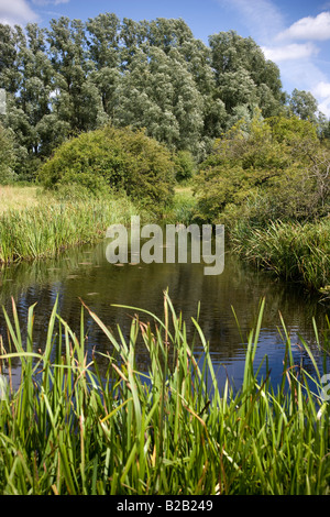 Sanctuaire de libellules Lee Valley Park Essex Banque D'Images