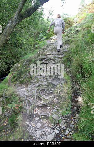 Un marcheur sur un sentier public à l'aide de racines d'arbre pour grimper le flanc d'une colline Banque D'Images