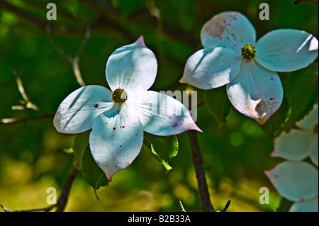 [Fermer] de deux fleurs magnolia Vue de profil Banque D'Images