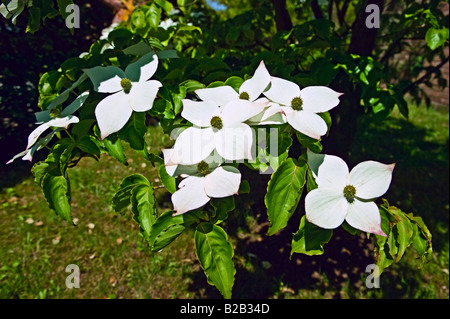 [Close up] magnolia fleurs Vue de profil group Banque D'Images