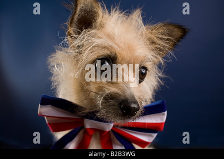 Portrait d'un chien patriotique avec Bow Tie complète Banque D'Images