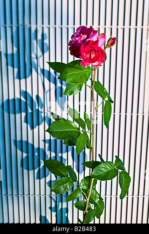 Jardin rose rose et l'ombre à la brunante sur fond graphique Banque D'Images