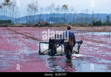 La canneberge 2007 à Port Langley, BC, Canada Banque D'Images