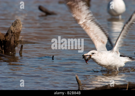 Ring-billed Gull (Larus) delawaransis avec prise de petits poissons dans sa bouche Banque D'Images