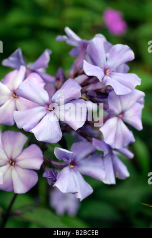 PHLOX PANICULATA PARADIS BLEU Banque D'Images