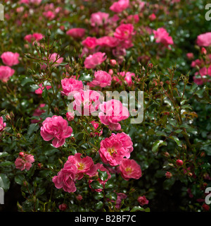 Jardin de roses de la Belfast Rose semaine, Lady Dixon Park. Banque D'Images