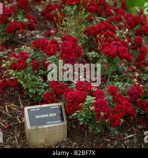 Jardin de roses de la Belfast Rose semaine, Lady Dixon Park. Banque D'Images