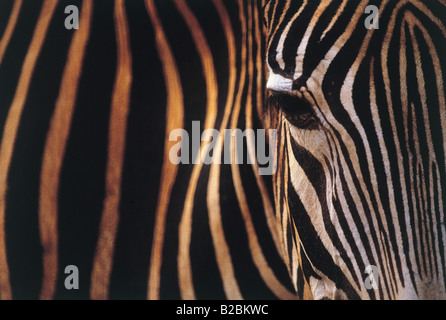 Zèbre au Kenya Banque D'Images