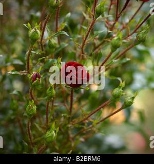 Jardin de roses de la Belfast Rose semaine, Lady Dixon Park. Banque D'Images