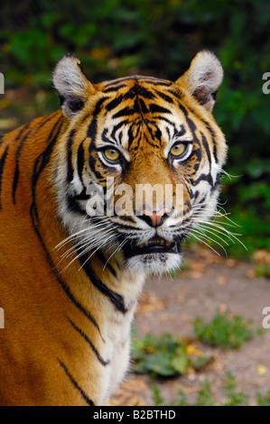 Tigre de Sumatra (Panthera tigris sumatrae) Banque D'Images