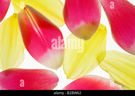 Pétales d'une tulipe rouge (Tulipa) et un jaune jonquille (Narcissus) Banque D'Images