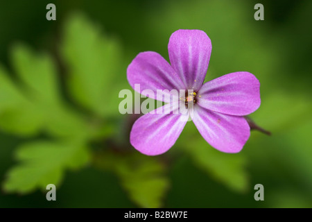 Herb Robert ou Robin rouge géranium sanguin (Geranium robertianum) dans une forêt près de Stuttgart, Bade-Wurtemberg, Allemagne, Europe Banque D'Images