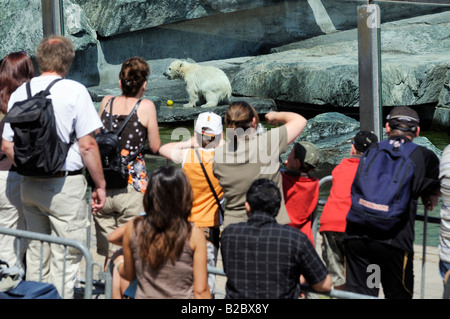 Polar Bear cub Wibaer et sa mère Corinna dans le nouvel espace extérieur, jardin botanique zoologique Wilhelma, Stuttgart Banque D'Images