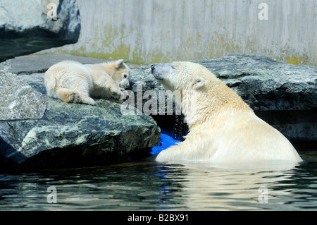 Polar Bear cub Wilbaer et sa mère Corinna dans le nouvel espace extérieur, jardin botanique zoologique Wilhelma, Stuttgart Banque D'Images