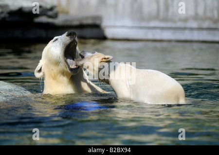 Polar Bear cub Wibaer et sa mère Corinna dans le nouvel espace extérieur, jardin botanique zoologique Wilhelma, Stuttgart Banque D'Images