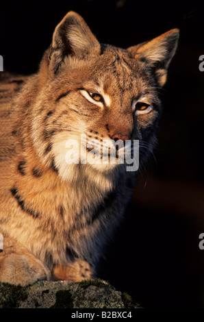 Le Lynx eurasien (Lynx lynx) assis sur un rocher dans une forêt, portrait Banque D'Images