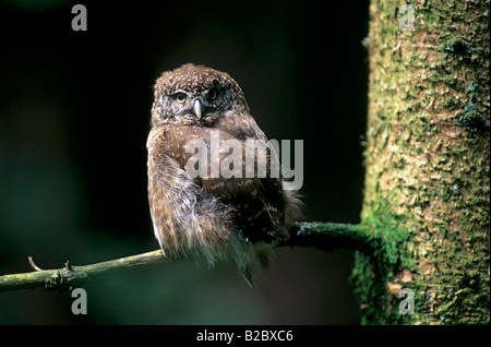 Eurasian Pygmy Owl (Glaucidium passerinum-) perché sur une branche Banque D'Images