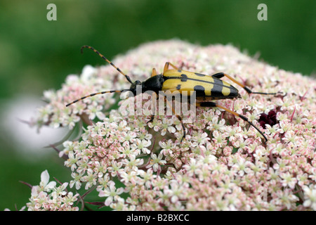 STRANGALIA MACULATA LONGICORNE SUR FLEUR DE Daucus carota Banque D'Images