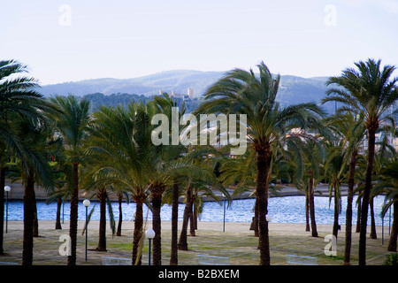 Parc de la Mar avec palmiers, Waterside. Palma de Mallorca, Majorque, Îles Baléares, Espagne, Europe Banque D'Images