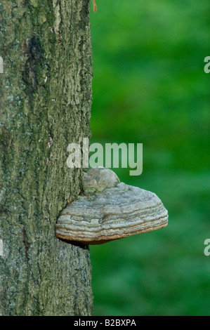 Hoof ou champignon Fomes fomentarius, Amadou, beech tree, Cesky Les, à l'ouest de la Bohême, République tchèque. Banque D'Images