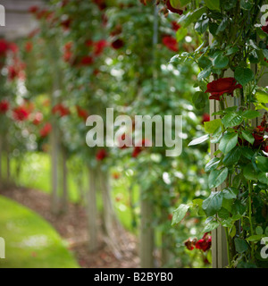 Jardin de roses de la Belfast Rose semaine, Lady Dixon Park. Banque D'Images