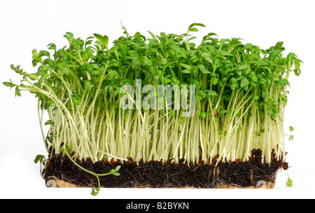 Le cresson alénois (Lepidium sativum) Banque D'Images